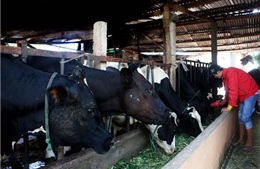 Nông dân “điêu đứng” vì nuôi bò sữa tự phát